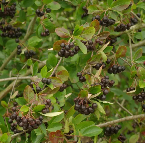 Aronia x prunifolia 'Viking'