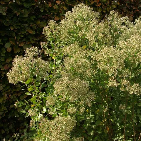 Baccharis halimifolia