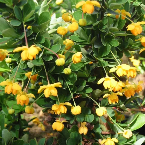 Berberis buxifolia 'Nana'