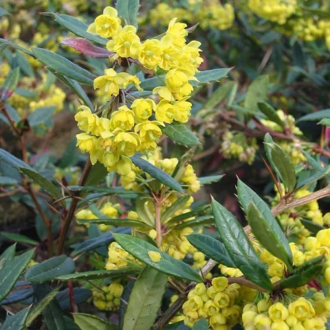 Berberis julianae
