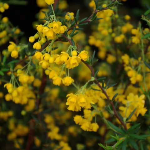 Berberis stenophylla