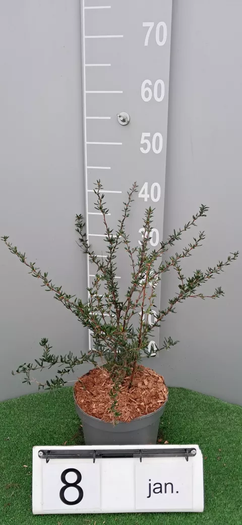 Berberis stenophylla