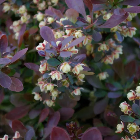 Berberis thunbergii 'Atropurpurea Nana'