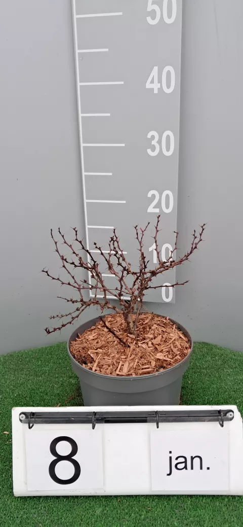 Berberis thunbergii 'Atropurpurea Nana'