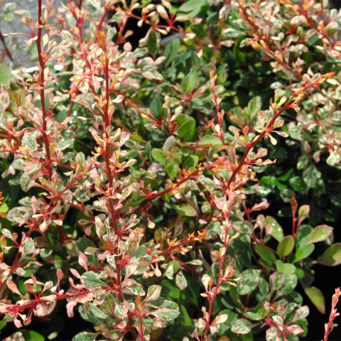 Berberis thunbergii 'Natasza' ®