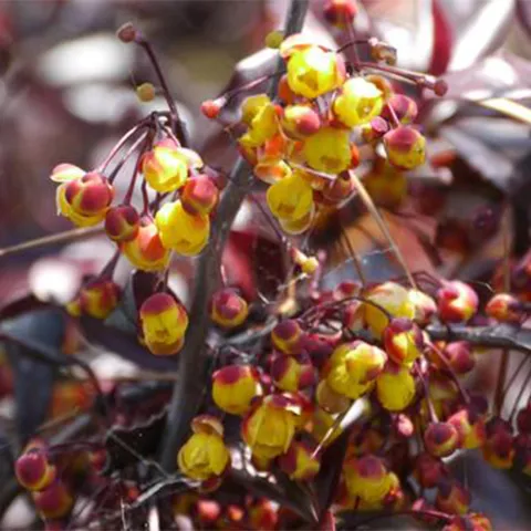 Berberis thunbergii 'Thunderbolt' ®