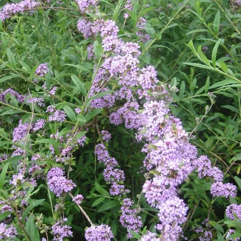 Buddleja alternifolia