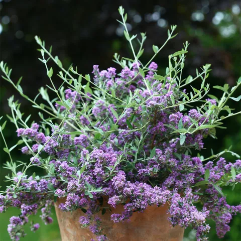 Buddleja alternifolia 'Unique' ®