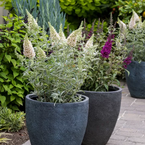 Buddleja BUZZ ® 'Ivory'