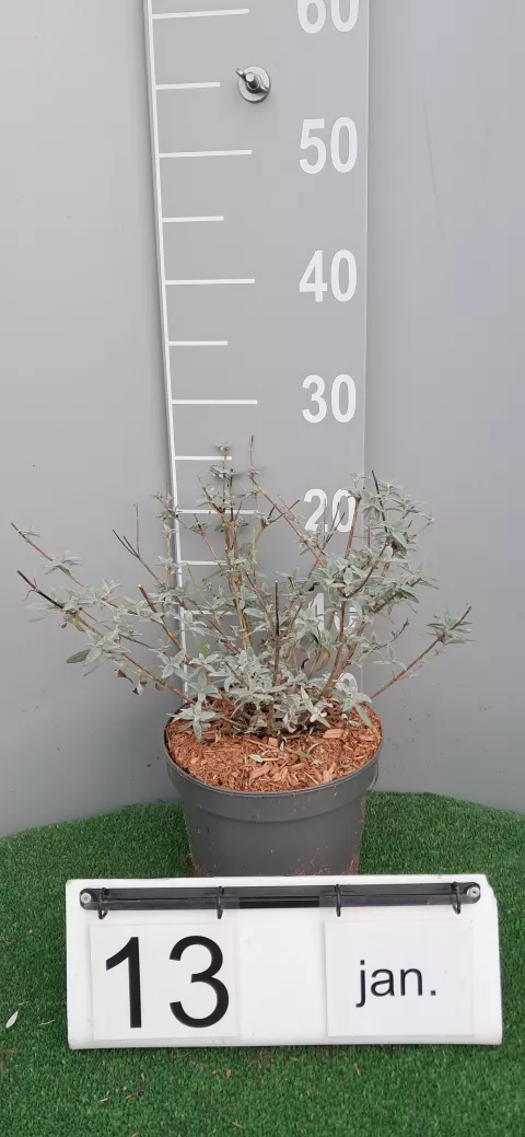 Buddleja BUZZ ® 'Ivory'