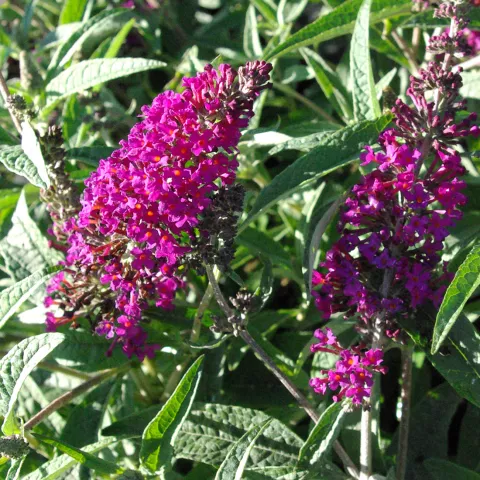Buddleja BUZZ ® 'Magenta Improved'