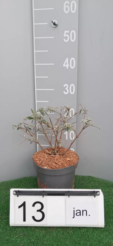 Buddleja BUZZ ® 'Magenta Improved'