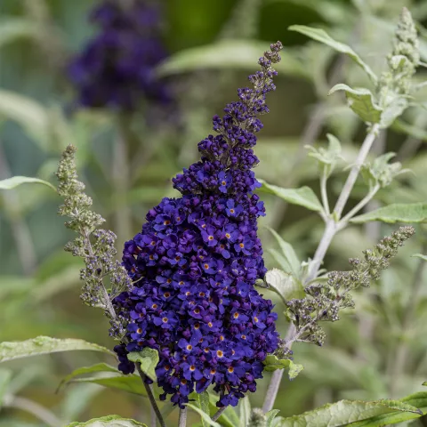 Buddleja BUZZ ® 'Midnight'