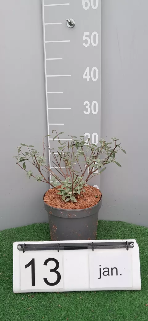 Buddleja BUZZ ® 'Midnight'