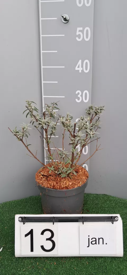 Buddleja BUZZ ® 'Sky Blue'