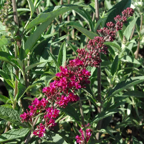 Buddleja BUZZ ® 'Velvet'
