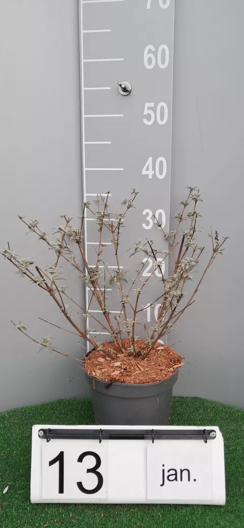 Buddleja BUZZ ® 'Velvet'