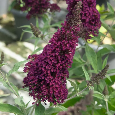 Buddleja BUZZ ® 'Wine'