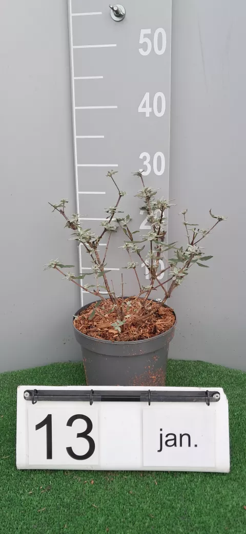 Buddleja BUZZ ® 'Wine'