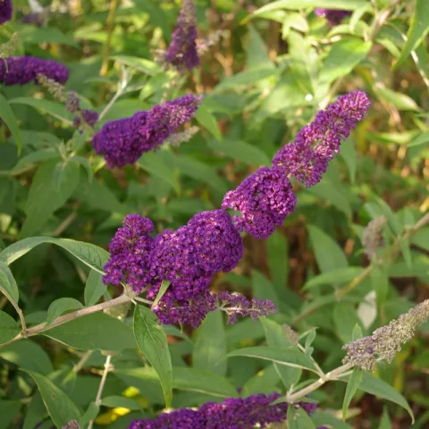 Buddleja davidii 'Black Knight'