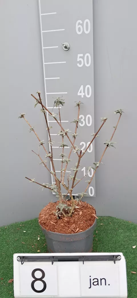 Buddleja davidii 'Black Knight'