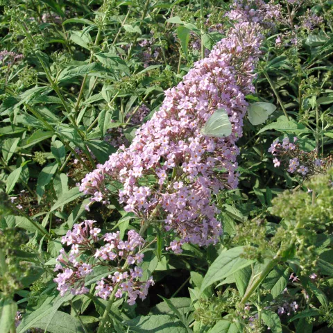 Buddleja davidii 'Gulliver' PBR