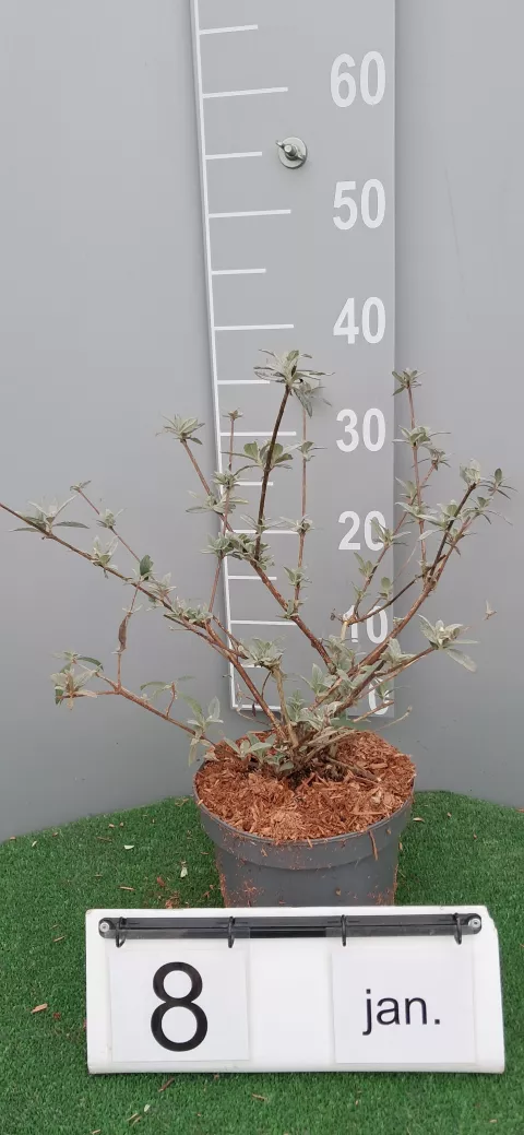 Buddleja davidii 'Gulliver' PBR