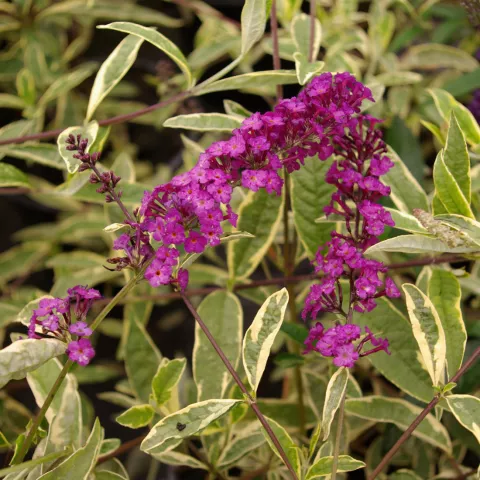 Buddleja davidii 'Harlequin'