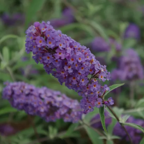 Buddleja davidii 'Nanho Blue'