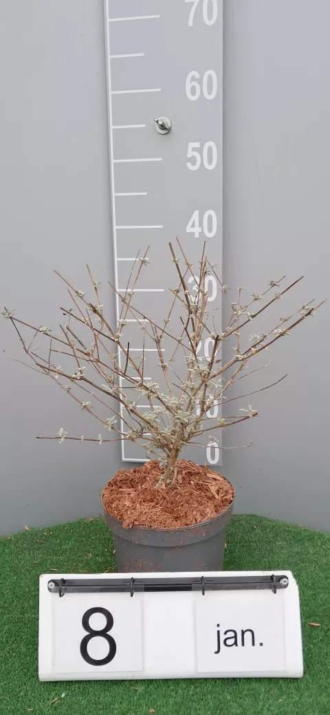 Buddleja davidii 'Nanho Blue'