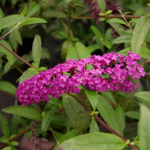 Buddleja davidii 'Royal Red'