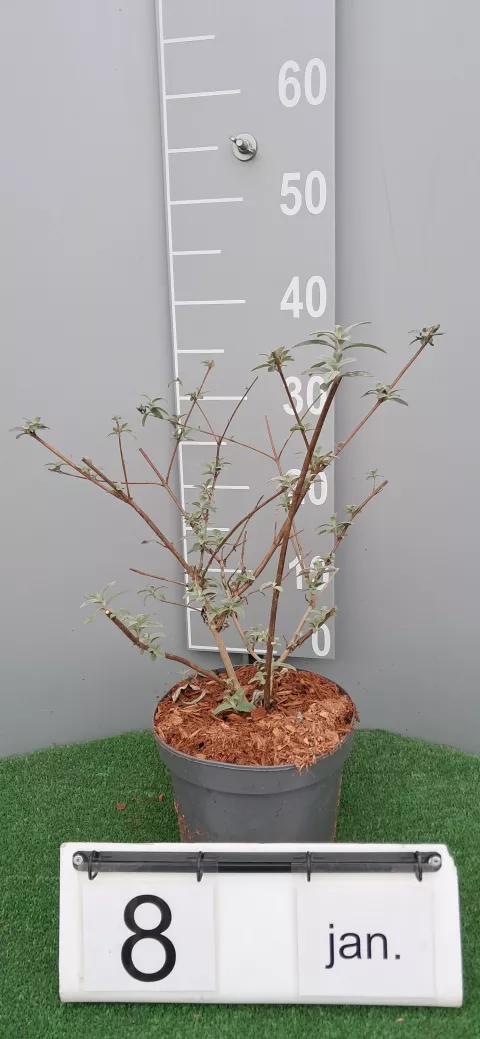 Buddleja davidii 'Royal Red'