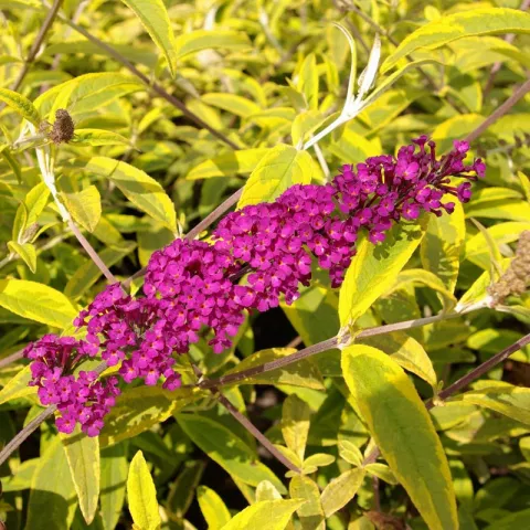 Buddleja davidii 'Santana'