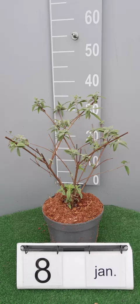 Buddleja davidii 'Santana'