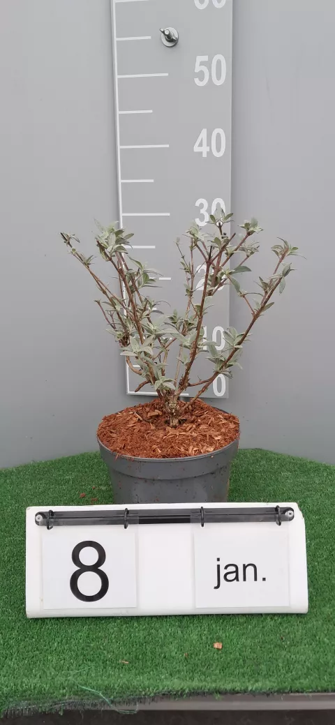 Buddleja davidii 'Sophie' ®