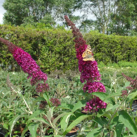 Buddleja davidii 'Sugar Plum' ('Lonplum'PBR)