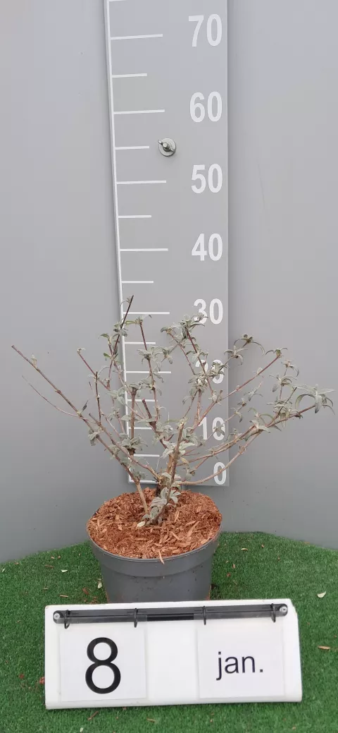 Buddleja davidii 'Sugar Plum' ('Lonplum'PBR)