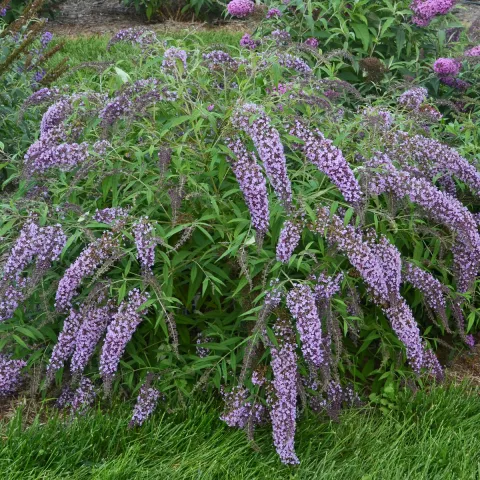 Buddleja davidii 'Wisteria Lane' ®