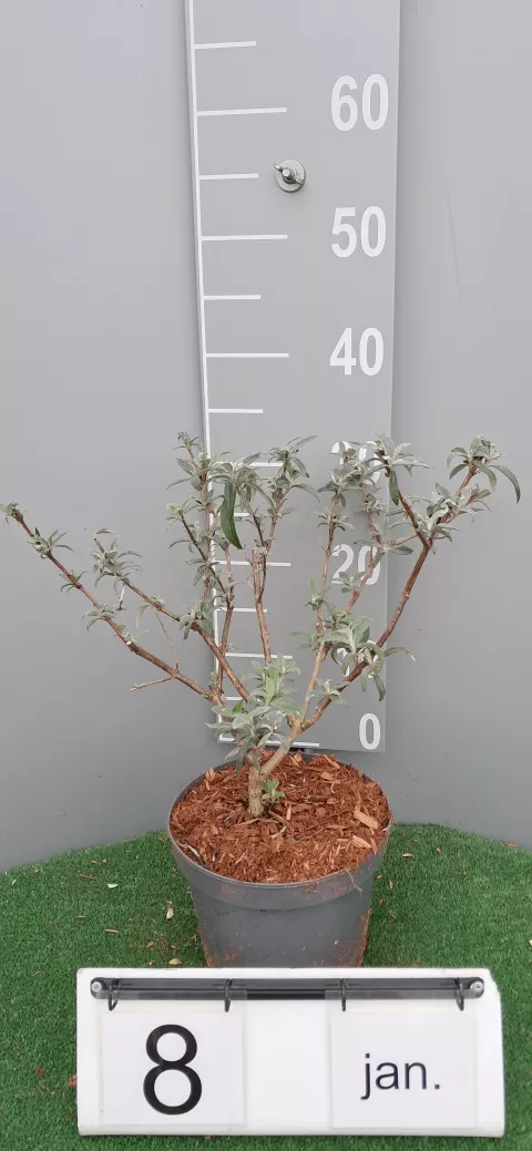 Buddleja davidii 'White profusion'