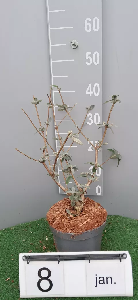 Buddleja weyeriana 'Flower Power' ®