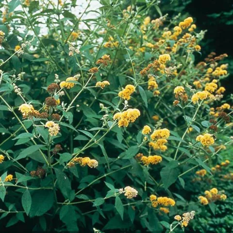 Buddleja weyeriana 'Sungold'