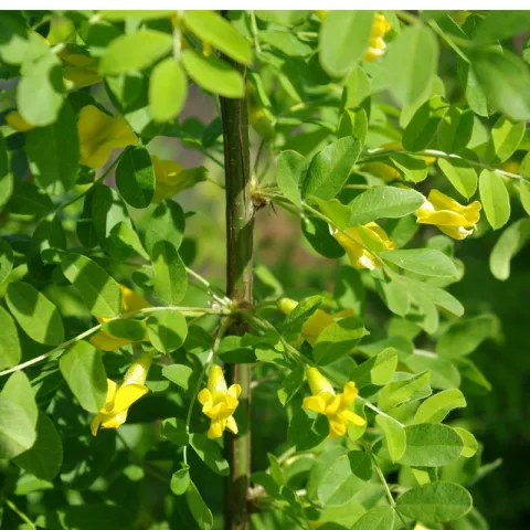 Caragana arborescens