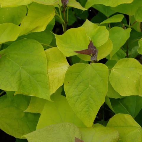 Catalpa bignonioides 'Aurea'