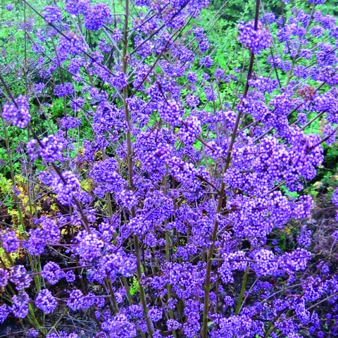 Callicarpa bod. 'Profusion'