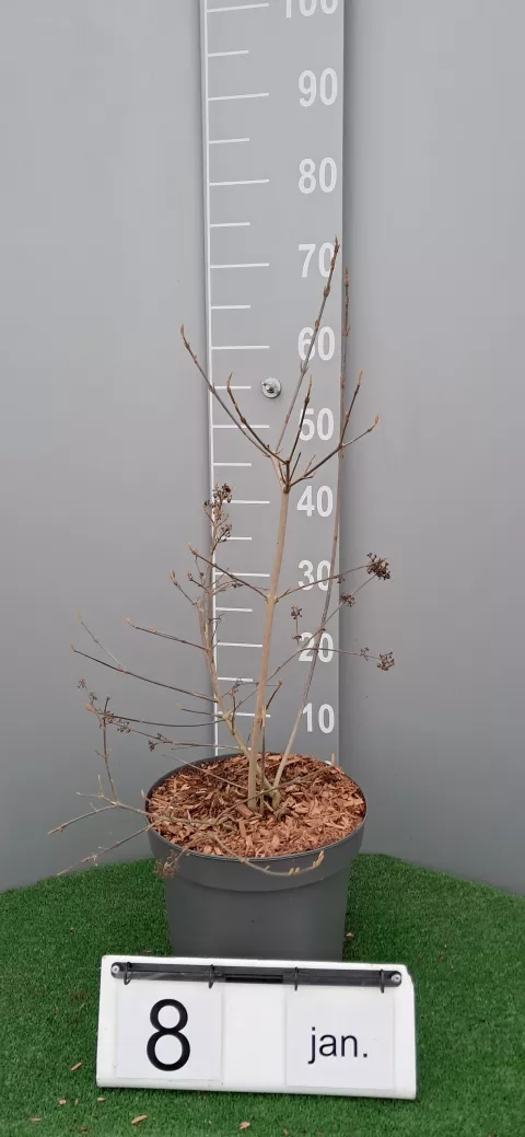 Callicarpa bod. 'Profusion'
