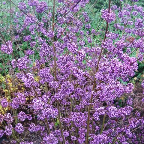 Callicarpa bod. 'Profusion'