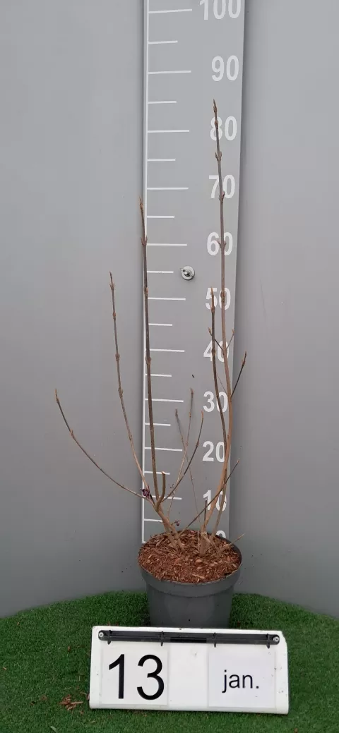 Callicarpa bod. 'Profusion'