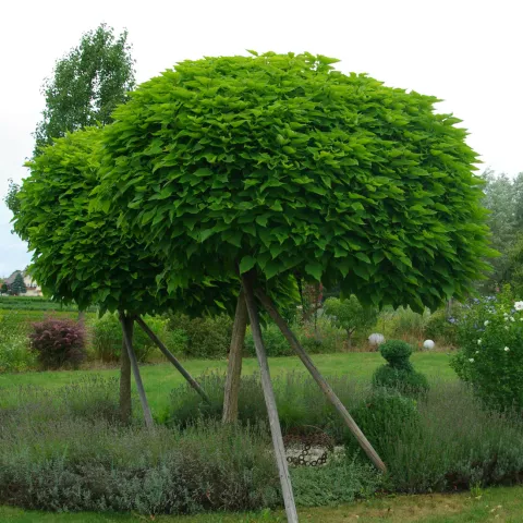 Catalpa bignonioides 'Nana' stam/tige 150cm
