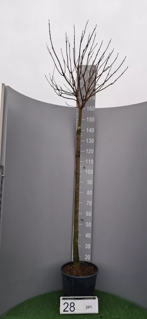 Catalpa bignonioides 'Nana' stam/tige 150cm