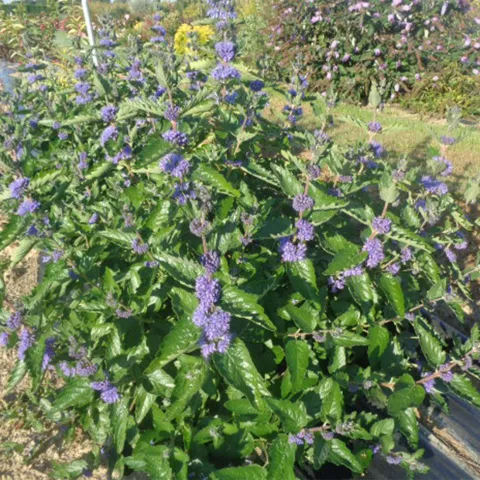 Caryopteris x clan. 'Blue fountain' ? 'Nova